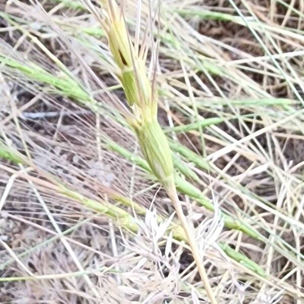 Aegilops triuncialis Annet