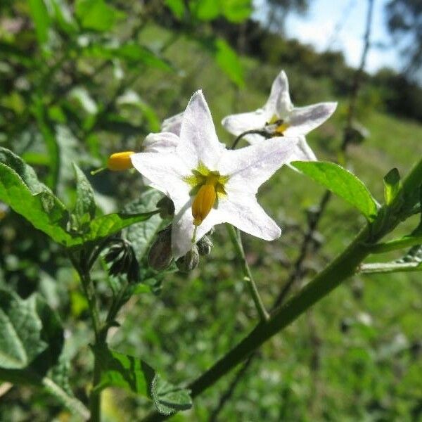 Solanum carolinense Flower