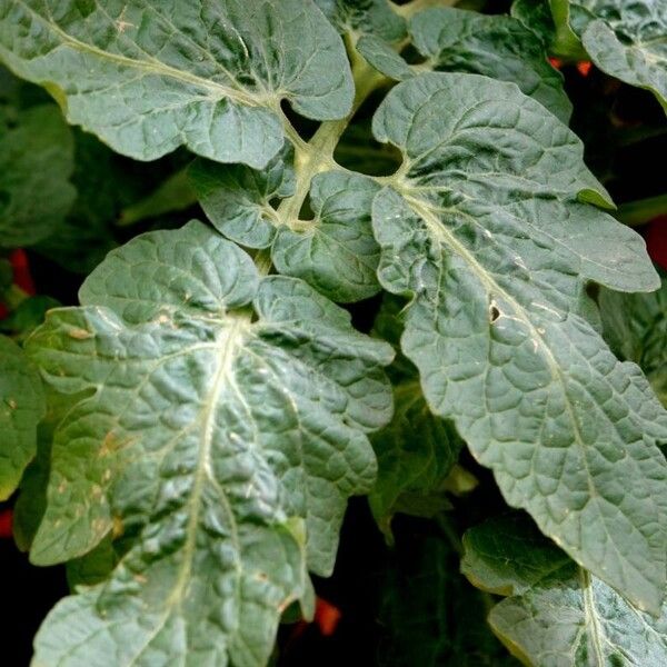 Solanum lycopersicum Leaf