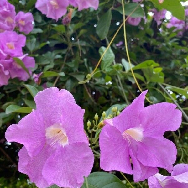 Bignonia magnifica Flors