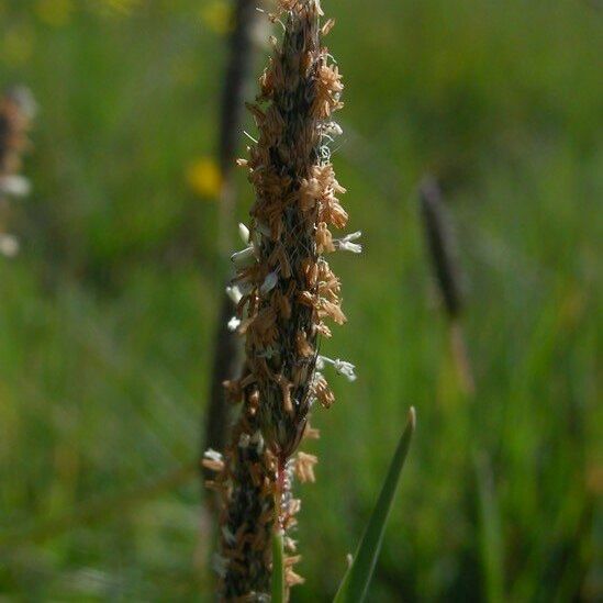 Alopecurus bulbosus Кветка