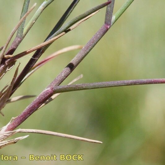 Poa glauca Fruto