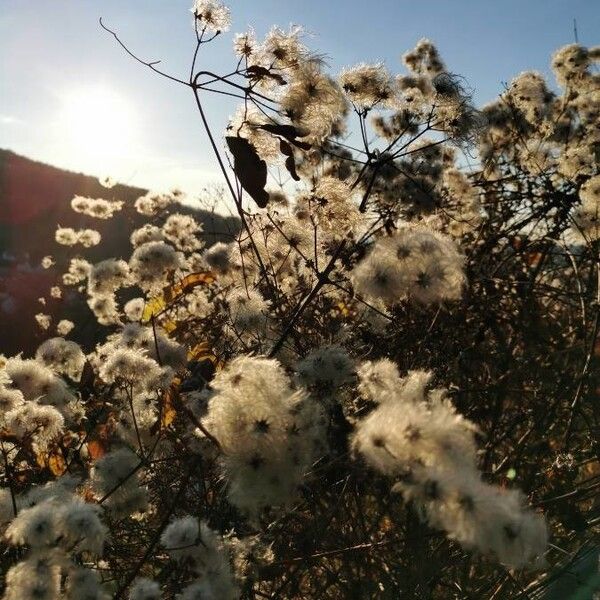 Clematis vitalba Flor