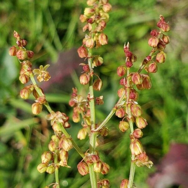 Rumex acetosella Květ