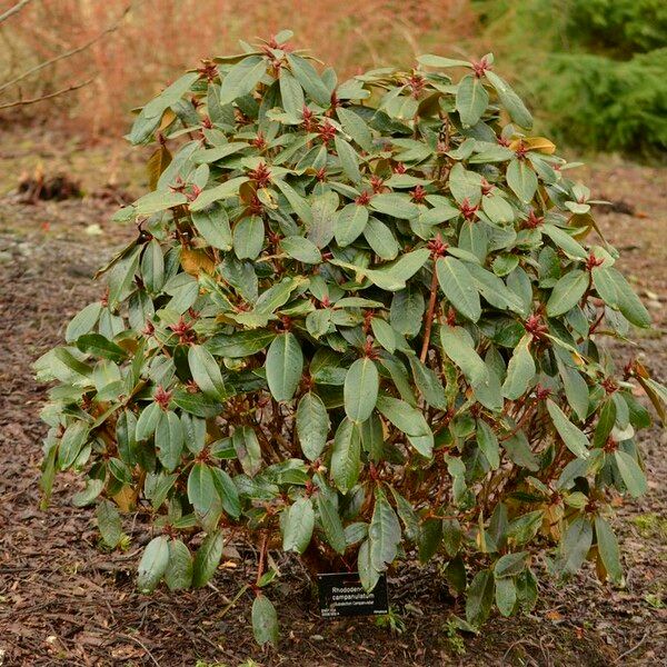 Rhododendron campanulatum Habit