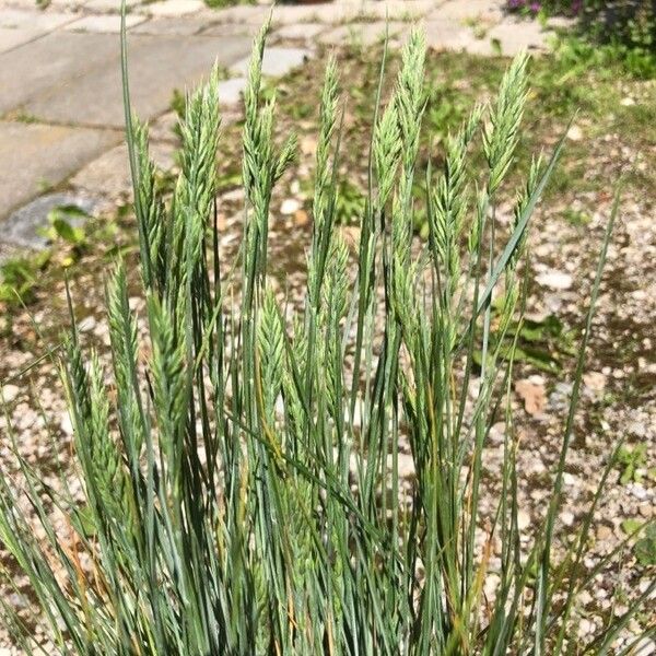 Festuca marginata पत्ता