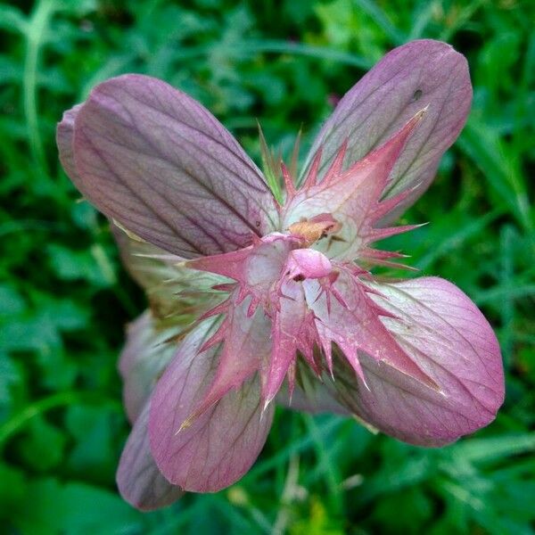 Acanthus mollis Flower