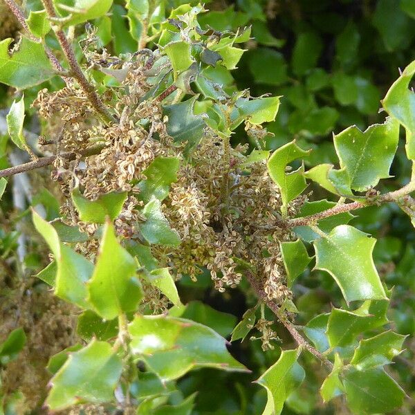 Quercus coccinea 形态