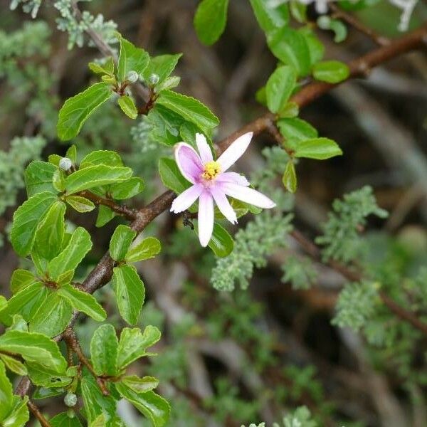 Grewia occidentalis Blomst