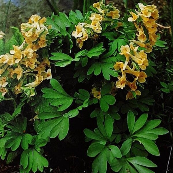 Corydalis bracteata Tervik taim