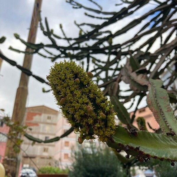 Euphorbia triangularis Flower