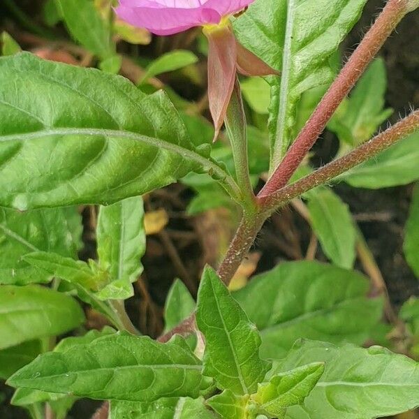 Oenothera rosea Folha