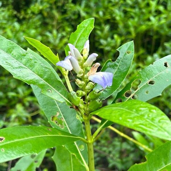 Acanthus ilicifolius Flor