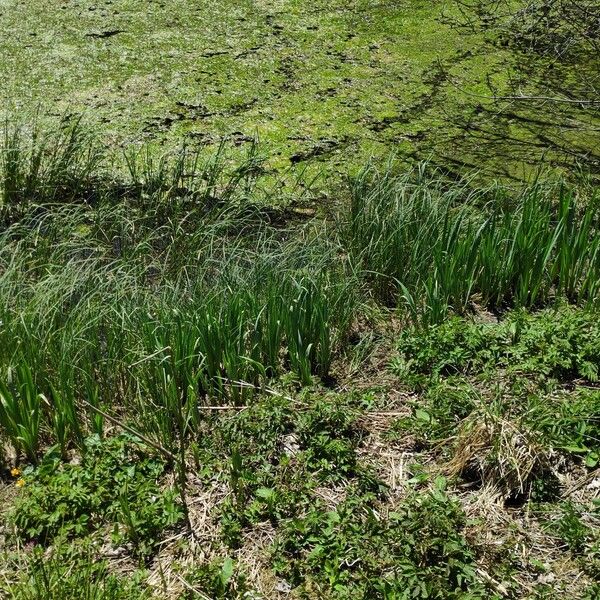 Lemna trisulca Habit