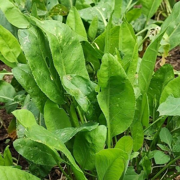 Lepidium latifolium عادت داشتن