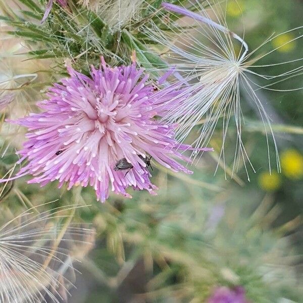 Carduus tenuiflorus Flower