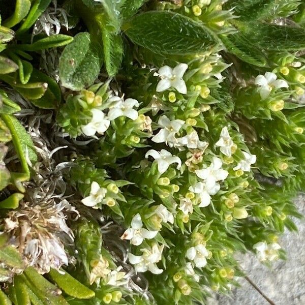Galium pyrenaicum Цветок