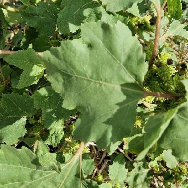 Xanthium orientale Hostoa