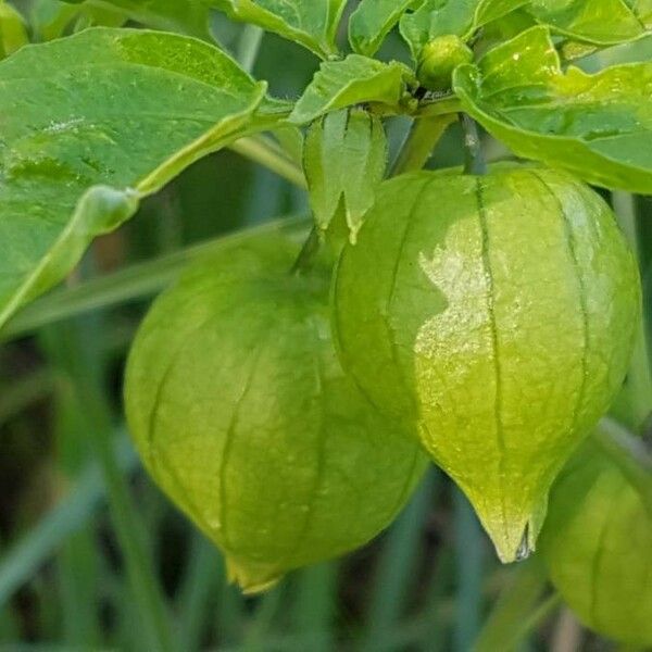 Physalis angulata Frukto