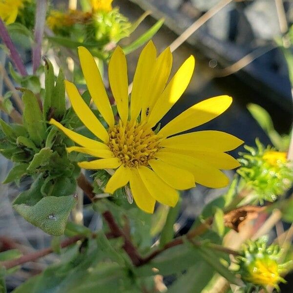 Grindelia integrifolia Kvet