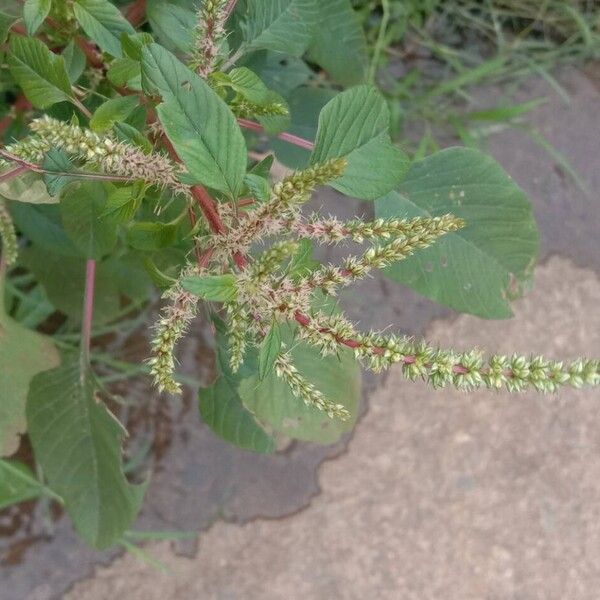 Amaranthus spinosus Flower