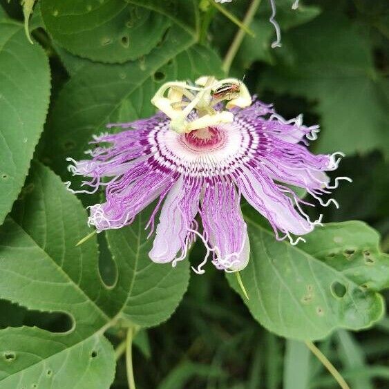 Passiflora incarnata Цветок