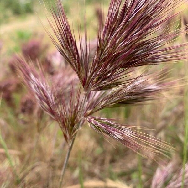 Bromus rubens برگ