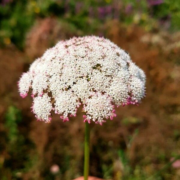 Visnaga daucoides Flower