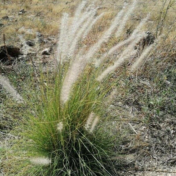 Cenchrus setaceus Flower