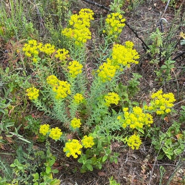 Euphorbia seguieriana Облик