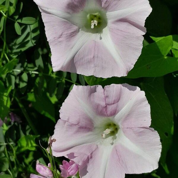 Calystegia silvatica Lorea