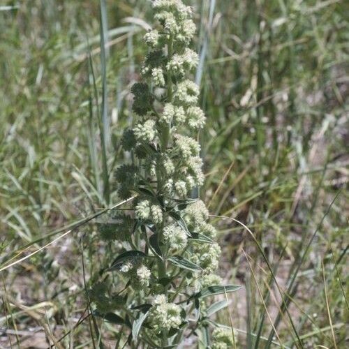 Phacelia heterophylla Blüte