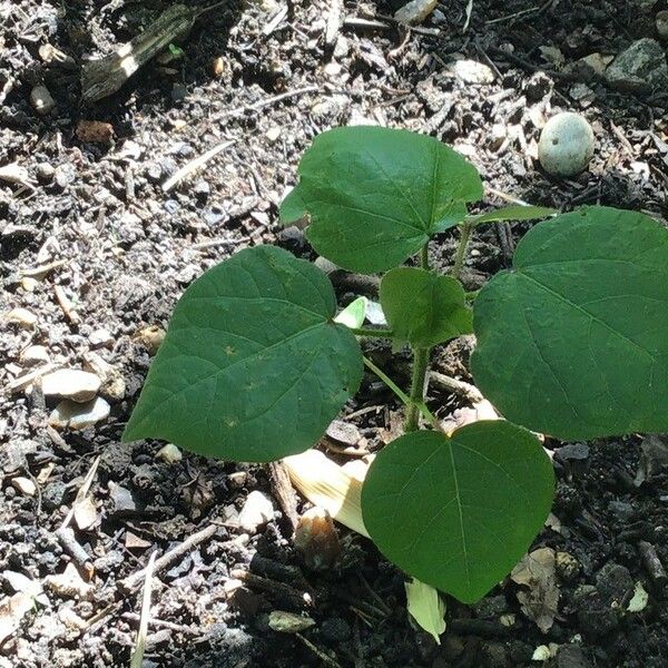 Gossypium herbaceum Leht