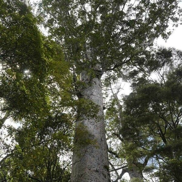 Agathis australis Leaf