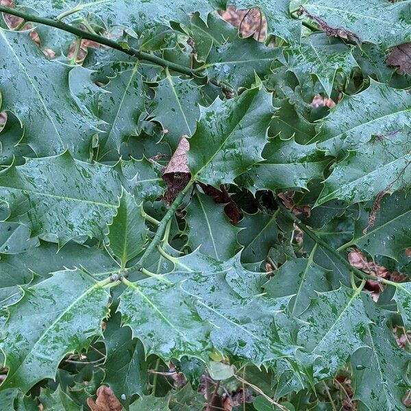 Ilex aquifolium Liść