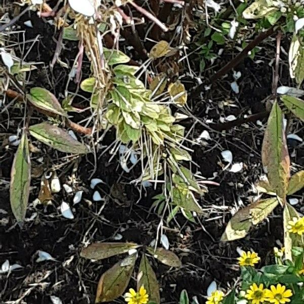 Cleome gynandra Fulla