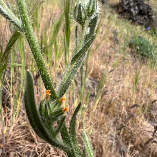 Amsinckia menziesii পাতা