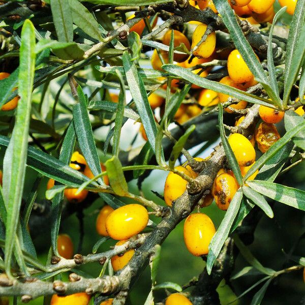 Hippophae rhamnoides Φρούτο