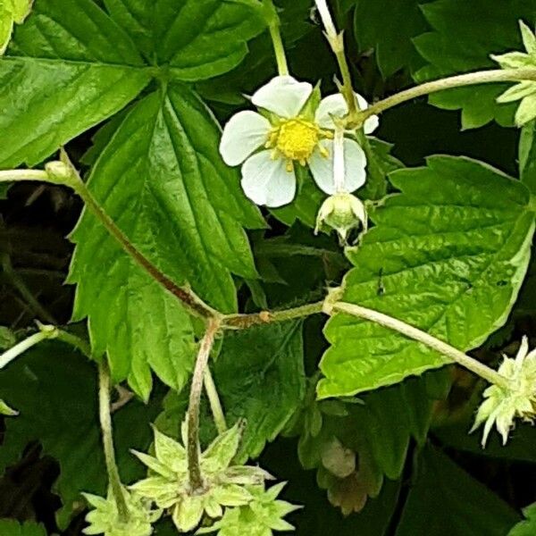 Fragaria viridis Flower