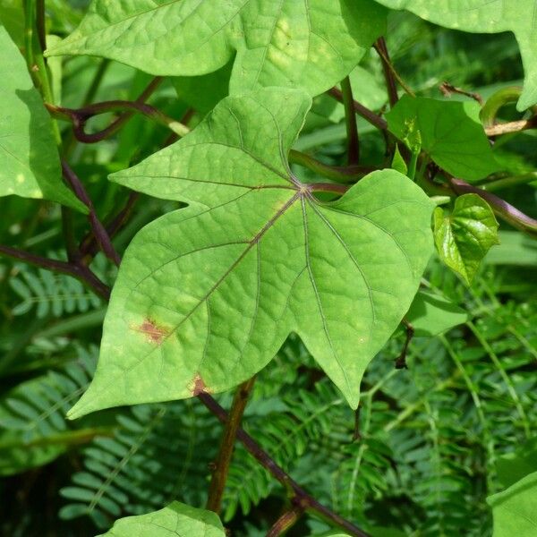 Ipomoea hederifolia Yaprak