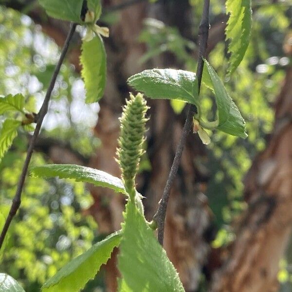 Betula nigra Цветок