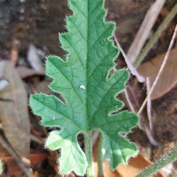 Convolvulus althaeoides Leaf