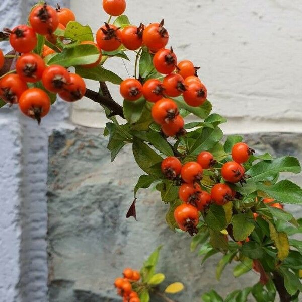 Pyracantha coccinea Gyümölcs