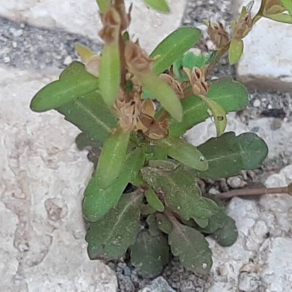 Veronica peregrina Feuille