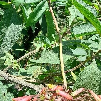 Bomarea edulis Habit