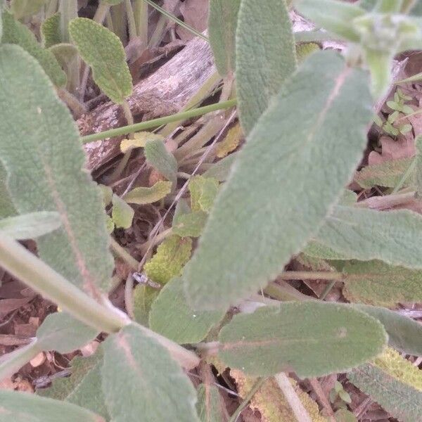 Stachys cretica Blad