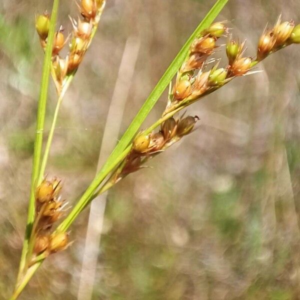 Juncus tenuis 花