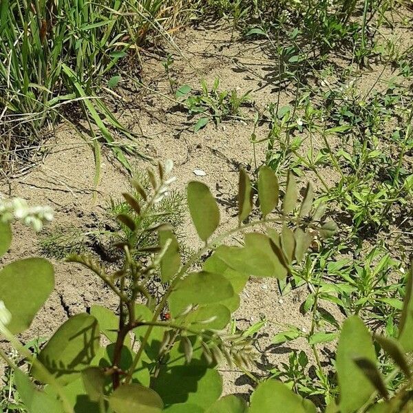 Phyllanthus tenellus Leaf