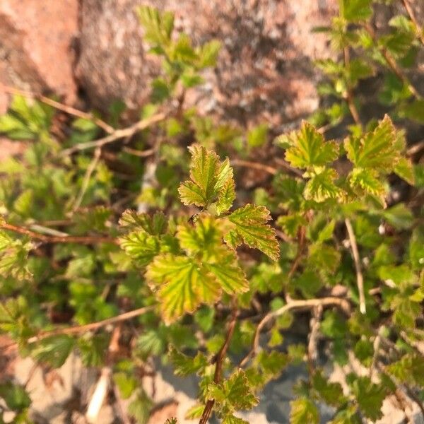 Ribes uva-crispa Foglia