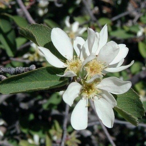 Amelanchier utahensis Flor